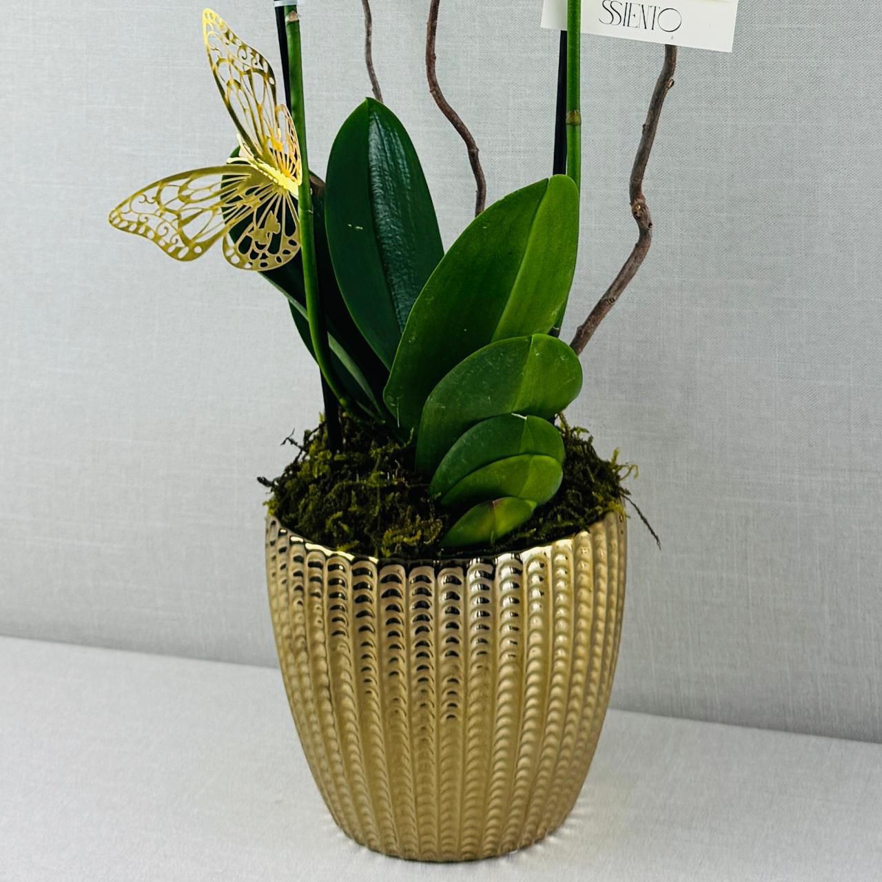 ORQUIDEAS NATURALES - Imagen 6