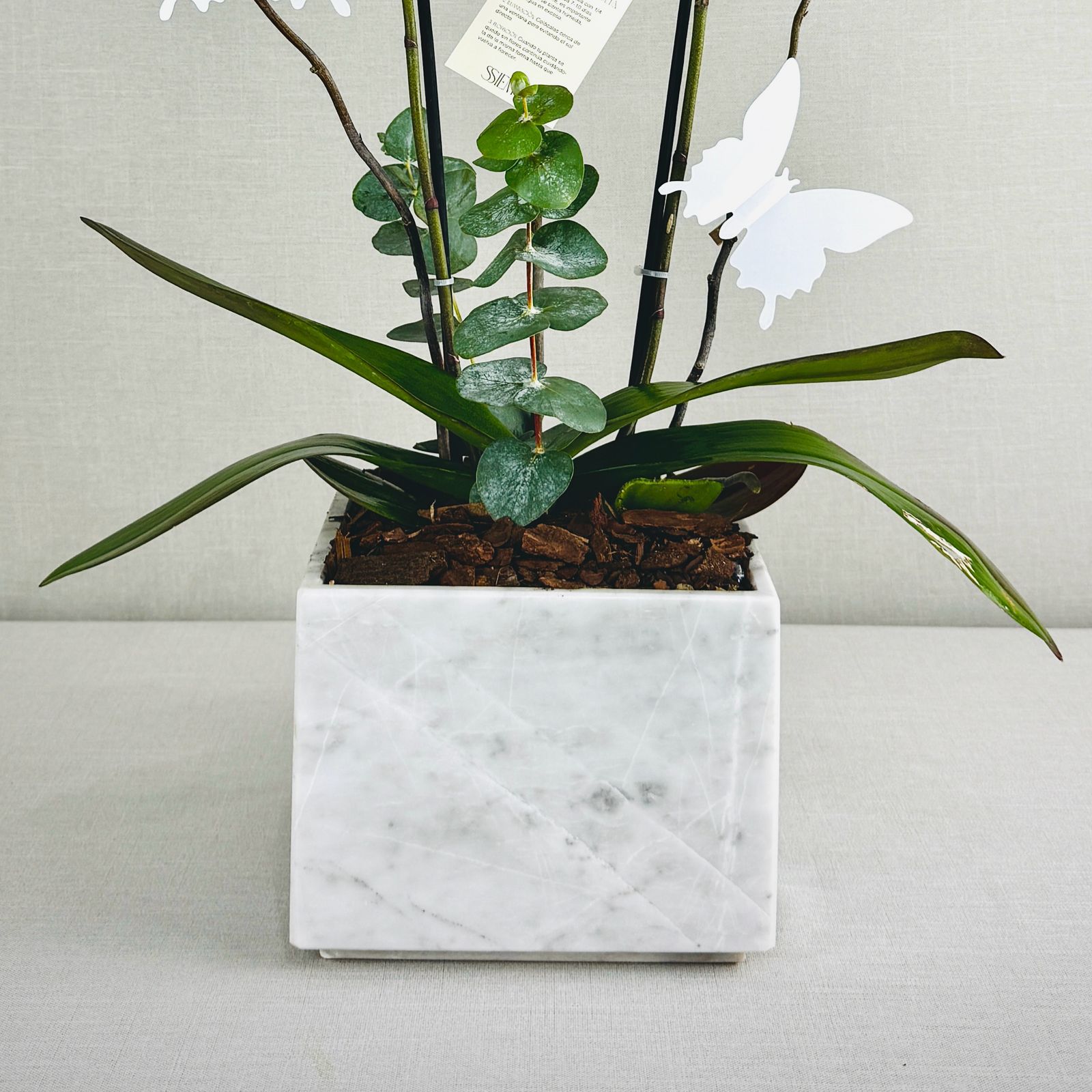 ORQUIDEAS NATURALES - Imagen 3