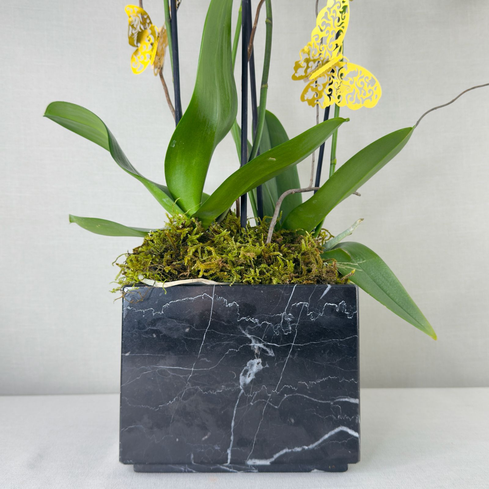 ORQUIDEAS NATURALES - Imagen 2