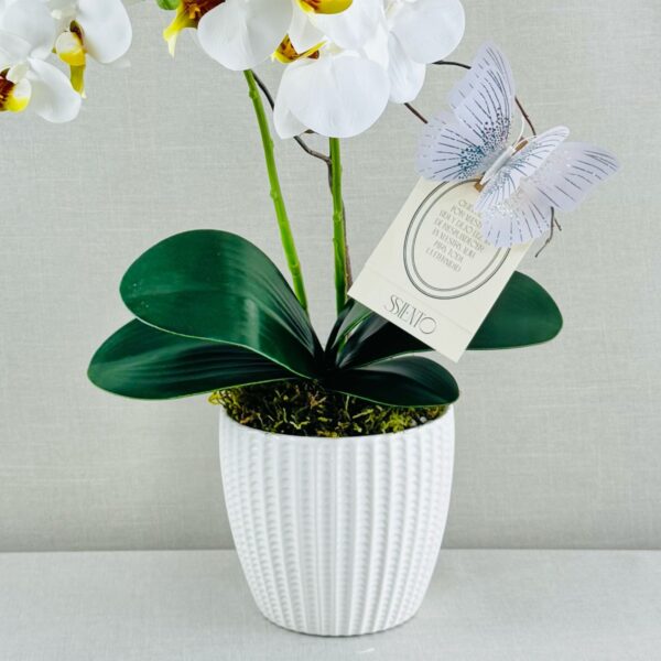 ORQUIDEAS NATURALES - Imagen 5