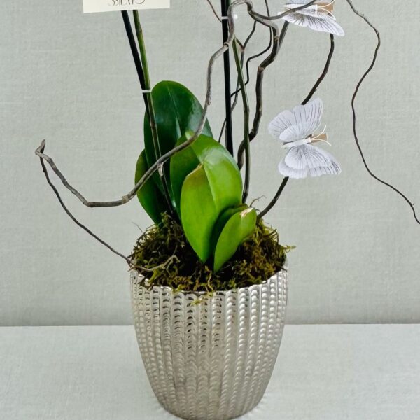 ORQUIDEAS NATURALES - Imagen 4
