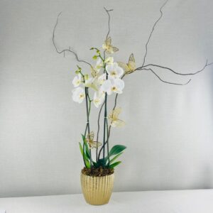ORQUIDEAS NATURALES